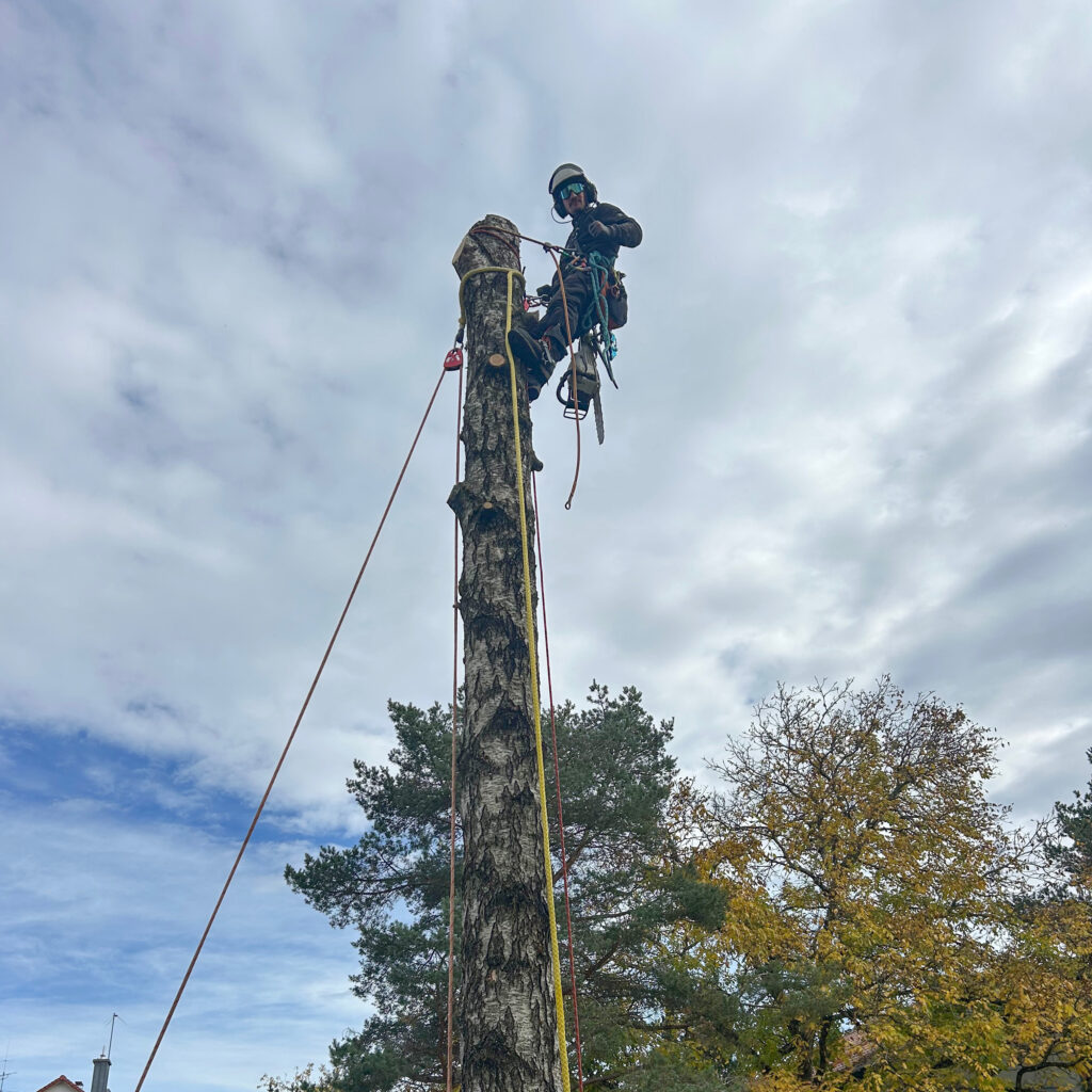 Sicherer Baumschnitt durch zertifiziertes Fachpersonal bei der Baumpflege